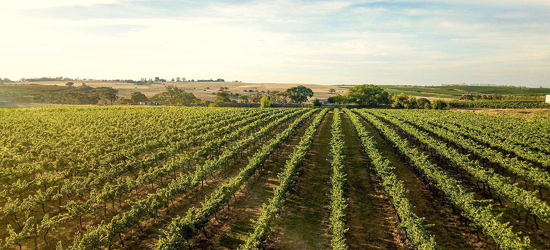 Nashdale Lane vineyard